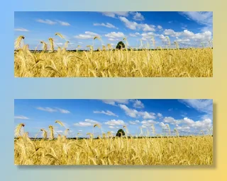 绿色、小麦植物、蓝色、白色、天空、白天、自然、景观