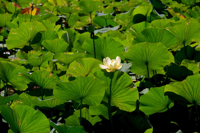 水礼来，湖，水，自然，池塘，礼来，绿色，夏天