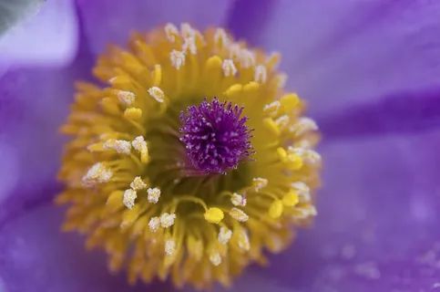 紫色,黄色,花朵,紫色,花瓣,花朵,花园,植物 紫色,黄色,花朵,紫色,花瓣,花朵,花园,植物