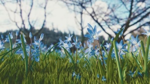 蓝天下的蓝花