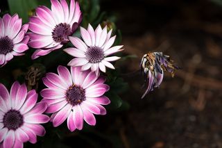 开普雏菊，花朵，花园，花园中，植物，自然，植物，特写