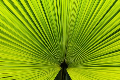 大绿叶的特写照片