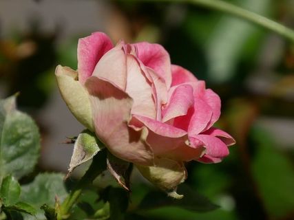 玫瑰，花，花，花，自然，浪漫，爱情，浪漫