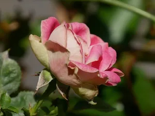 玫瑰，花，花，花，自然，浪漫，爱情，浪漫