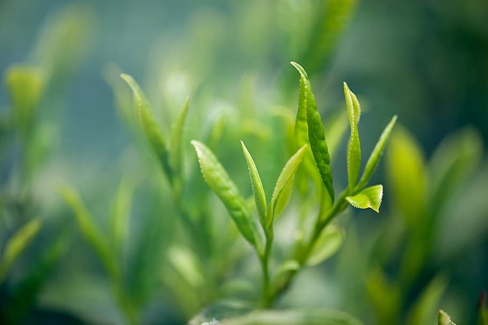 浅色，焦点照片，绿色，叶子，植物，茶，绿茶，绿色