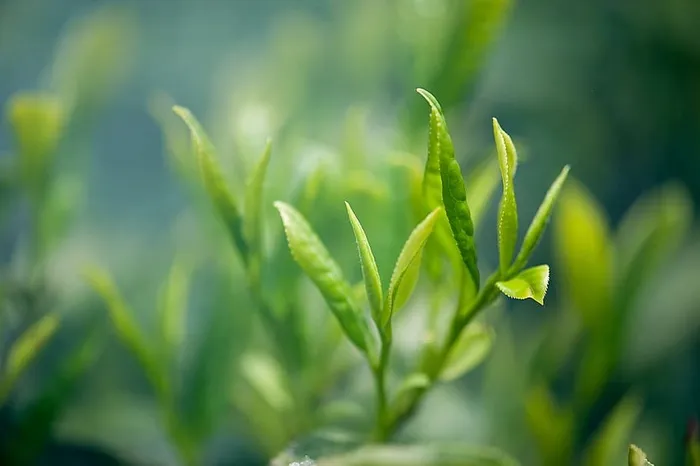 浅色，焦点照片，绿色，叶子，植物，茶，绿茶，绿色