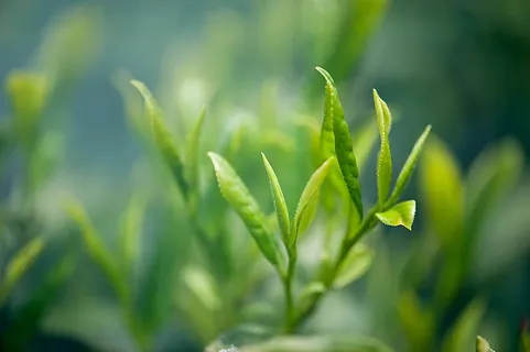 浅色,焦点照片,绿色,叶子,植物,茶,绿茶,绿色 浅色,焦点照片,绿色,叶子,植物,茶,绿茶,绿色