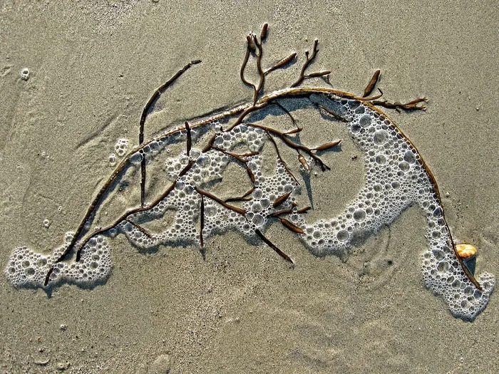 棕色，树枝，沙子，白天，海藻，泡沫，海，杂草