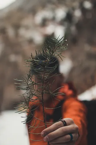 绿色蕨类，人，人，植物，服装，衣服，树，动物