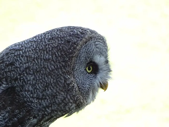 鸟，动物，动物，羽毛，夜鸟，一只动物，野生动物