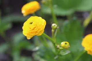 草，花，花，黄，野，村，春天，希望