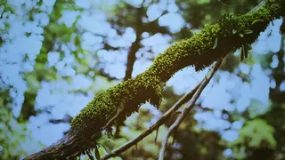墨西哥, 墨西哥城, desierto de los leones, 散景, 自然, 树, 分支机构, 光