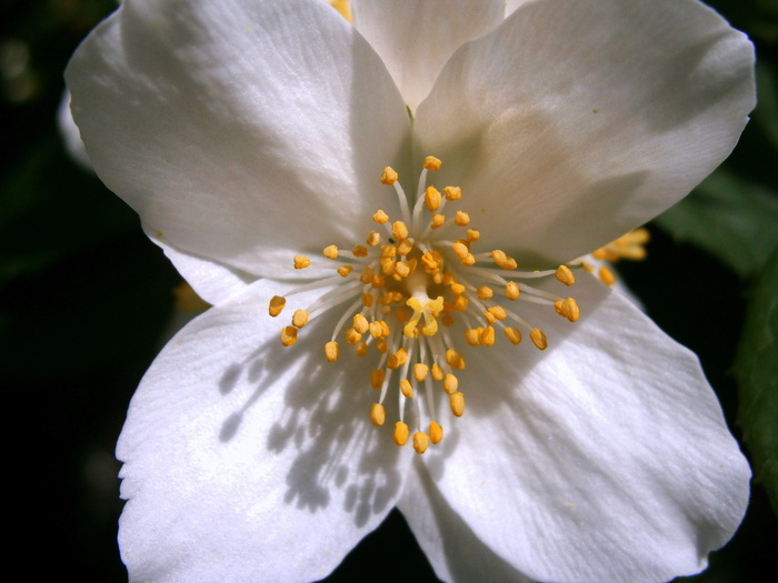 鲍尔茉莉，夏茉莉，假橙，茉莉，欧洲哨子灌木，淡色哨子灌木，philadelphus Coronal，温室绣球花