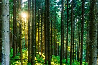 树木，森林，白天，森林，太阳，自然，光，影，太阳