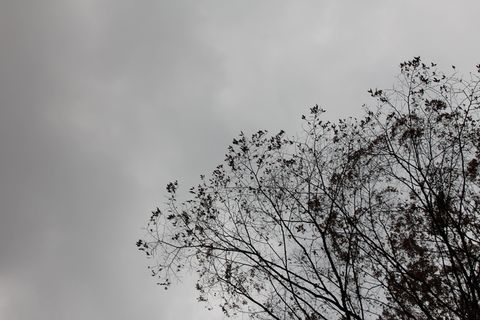 黑白、树枝、剪影、天空、树木、植物、自然之美、低角度视野 黑白、树枝、剪影、天空、树木、植物、自然之美、低角度视野