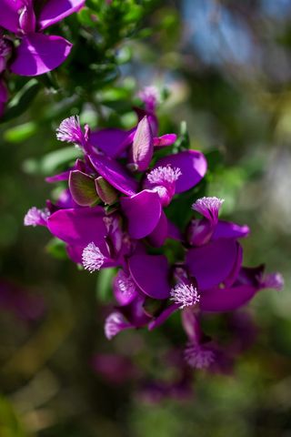 希腊, alimos, 帕尼山, 微距摄影, 花, 植物, 春天, 自然之美