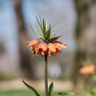 花，花瓣，美丽，春天，纯洁，开花的植物，植物，脆弱
