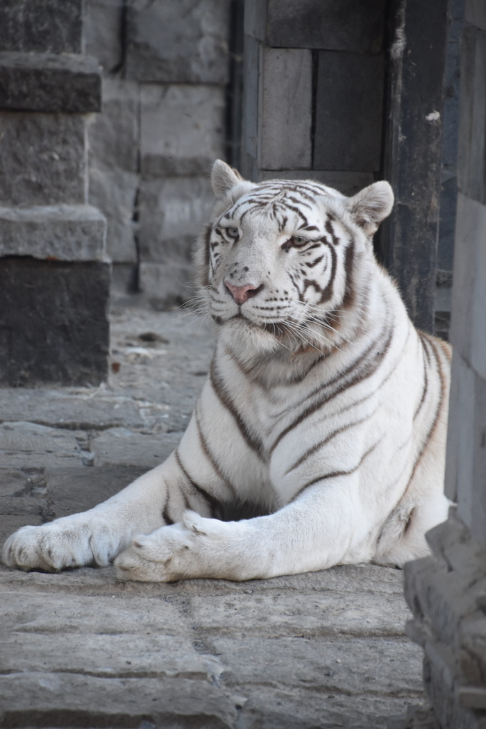 老虎，白色，捕食者，黄褐色，自然，肖像，毛皮，孟加拉