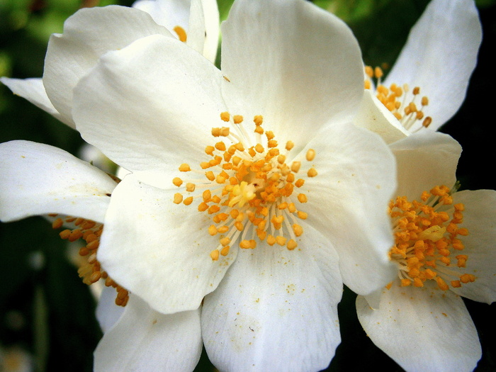 鲍尔茉莉，夏茉莉，假橙，茉莉，欧洲哨子灌木，淡色哨子灌木，philadelphus Coronal，温室绣球花