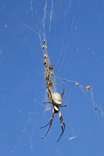 金色圆球蜘蛛，蜘蛛，澳大利亚，金色，圆球，蜘蛛纲，昆虫，自然