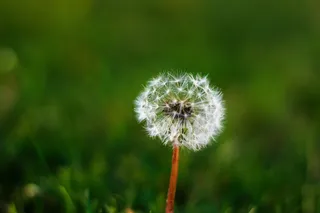 蒲公英，草，绿色，公园，五颜六色，自然，动物，植物