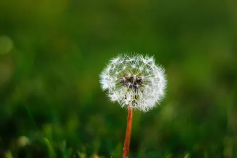 蒲公英,草,绿色,公园,五颜六色,自然,动物,植物 蒲公英,草,绿色,公园,五颜六色,自然,动物,植物