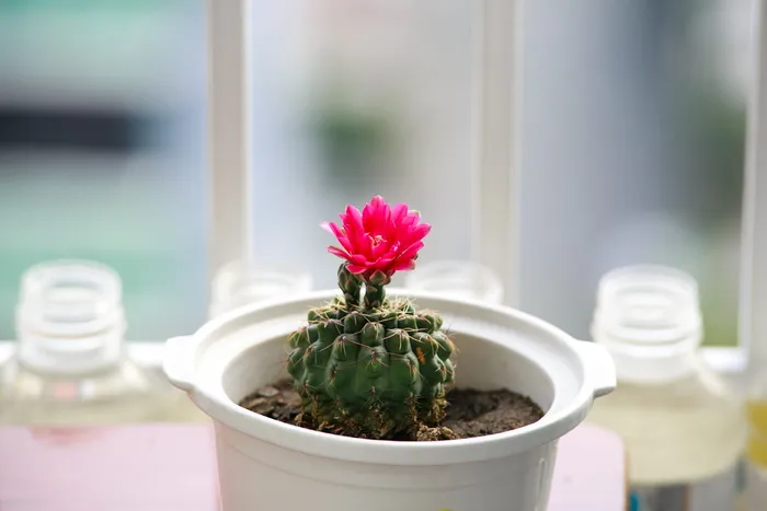 绿色开花仙人掌盆栽植物