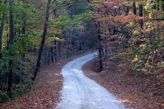 森林，阳光，风景，早晨，秋天，树，黄叶，风景