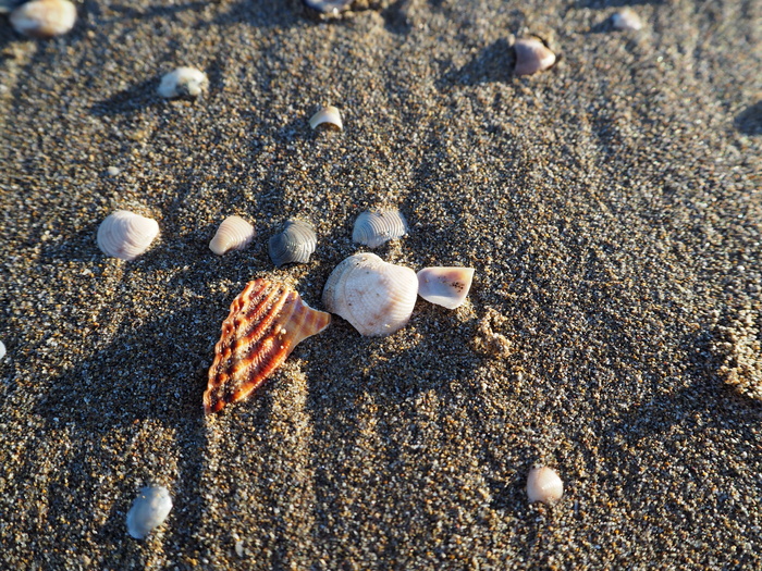 贻贝，海，海滩，贻贝壳，假日，装饰，贝壳，废料