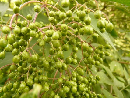 未成熟，未成熟浆果，未成熟，未成熟，浆果，未成熟浆果，黑接骨木，黑接骨木，灌木