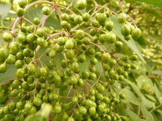 未成熟，未成熟浆果，未成熟，未成熟，浆果，未成熟浆果，黑接骨木，黑接骨木，灌木