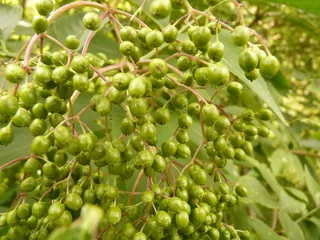 未成熟，未成熟浆果，未成熟，未成熟，浆果，未成熟浆果，黑接骨木，黑接骨木，灌木