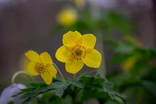 植物，花粉，天竺葵，花朵，花瓣，海葵，自然，雏菊