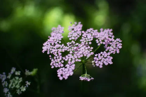 植物,花,调味品,食物,花,芹菜科,莳萝,绿色 植物,花,调味品,食物,花,芹菜科,莳萝,绿色