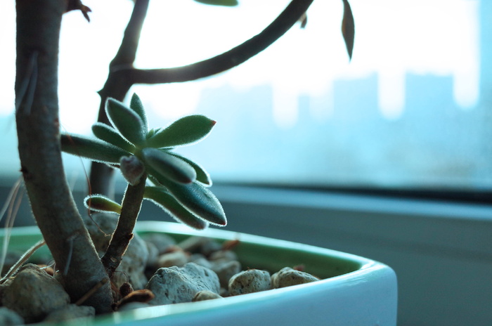 树叶的特写照片