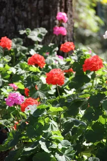 皮带,清迈泰国,以下重府,鲜花,自然,鲜花,花园,花园 皮带,清迈泰国,以下重府,鲜花,自然,鲜花,花园,花园