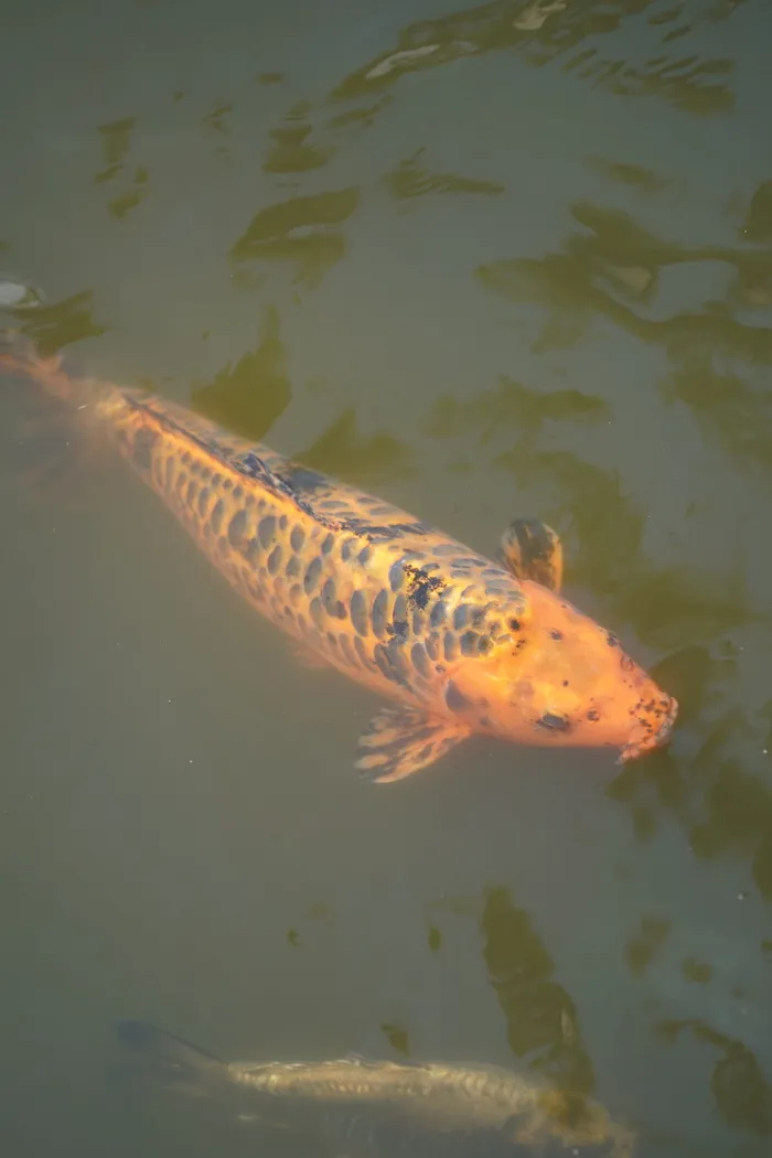 锦鲤，鱼，水，鲤鱼，池塘，锦鲤，游泳，水面