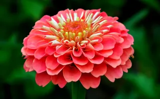 百日草，花，花园，花瓣，开花植物，花瓣，脆弱，脆弱