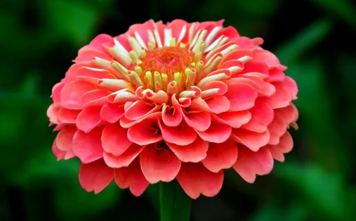 百日草,花,花园,花瓣,开花植物,花瓣,脆弱,脆弱 百日草,花,花园,花瓣,开花植物,花瓣,脆弱,脆弱