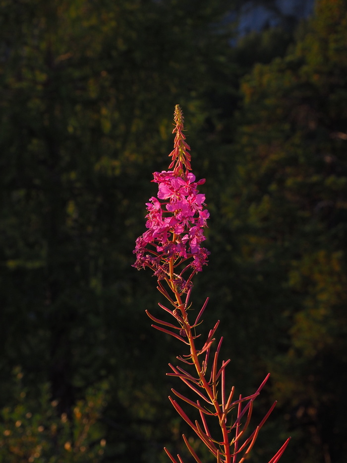 狭叶淫羊藿，花，开花，开花，背光，夕阳，红色，红色