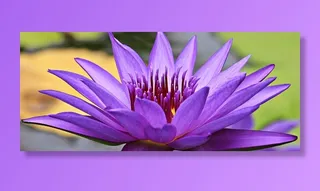 紫色，睡莲，近距离，摄影，睡莲，黄体，水生植物，花朵