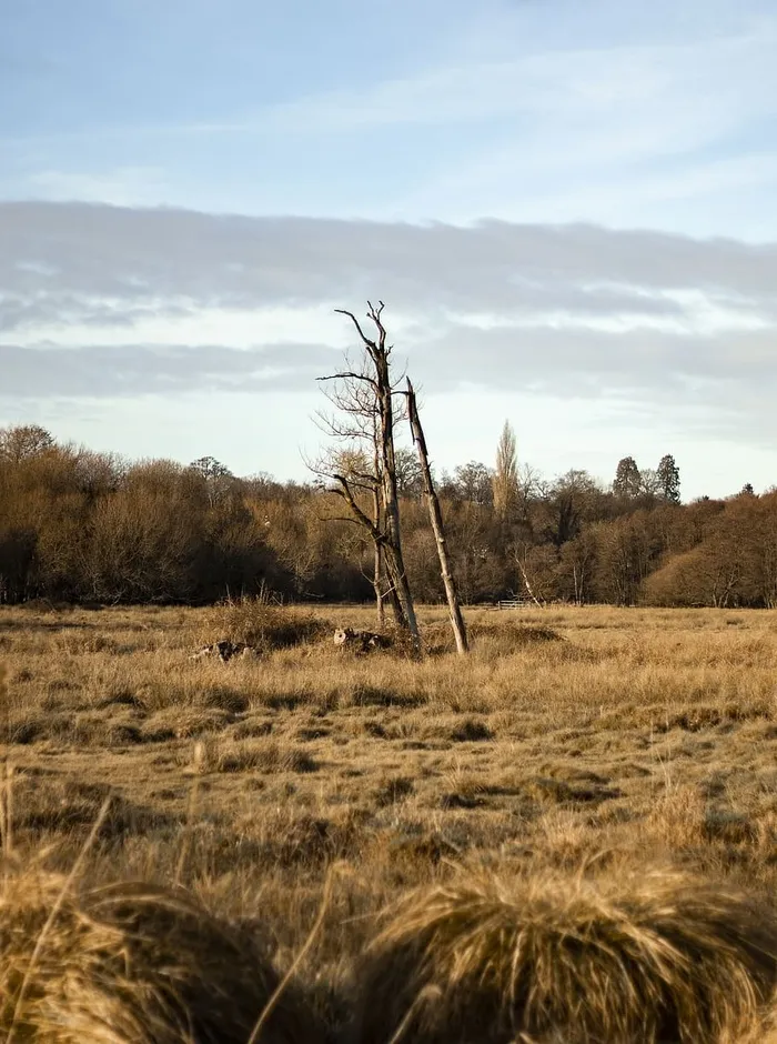 自然，户外，地面，田野，草原，稀树草原，土地，乡村