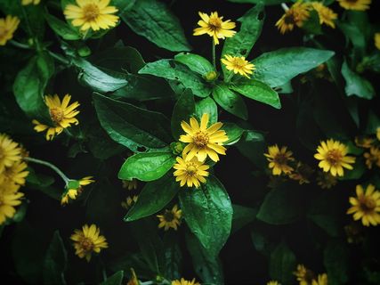 印尼，萨拉蒂加城，叶子，黄色，绿色，花，深色，instagram