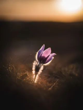 捷克，特纳瓦，日落，凹形，春天，快乐，寒冷，橙色