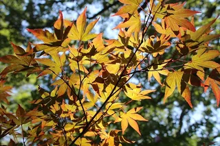 叶，植物，树，枫叶，德克萨斯州阿灵顿，美国，植物园，枫叶