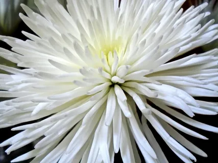 菊花,蜘蛛妈妈,花,自然,植物,妈妈,植物,花园 菊花,蜘蛛妈妈,花,自然,植物,妈妈,植物,花园
