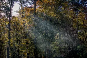 光，比尔，雷，太阳，似乎，森林，心情，秋天