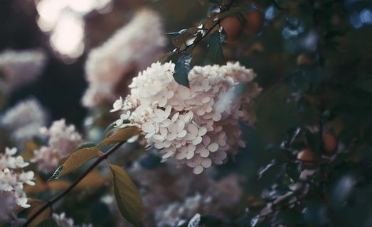 米色花瓣花，花，植物，花，植物，植物，俄罗斯，圣彼得堡，树