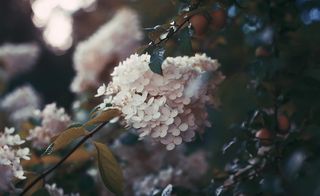 米色花瓣花，花，植物，花，植物，植物，俄罗斯，圣彼得堡，树