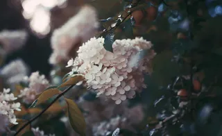 米色花瓣花，花，植物，花，植物，植物，俄罗斯，圣彼得堡，树